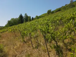Riesling wijngaard totaal 2.482 m², gelegen in Zell - Cochem - Duitsland