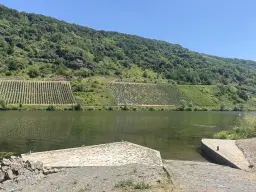 Riesling wijngaard totaal 2.482 m², gelegen in Zell - Cochem - Duitsland