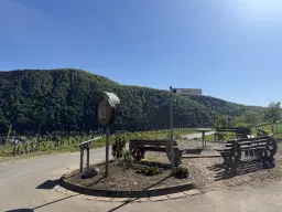 Riesling wijngaard totaal 2.482 m², gelegen in Zell - Cochem - Duitsland