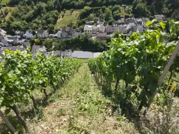 Wijngaard met Riesling van 803 m² perceel nabij Briedel, Cochem - Duitsland