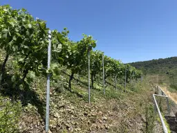 Wijngaard met Riesling van 803 m² perceel nabij Briedel, Cochem - Duitsland