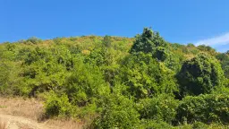 Loofbos 113.324 m² in Gorno Ozirovo, Varshets Montana - Bulgarije