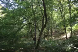 Loofbos 113.324 m² in Gorno Ozirovo, Varshets Montana - Bulgarije