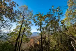 174.932 m2 bosgrond in de regio Belogradchik - Bulgarije