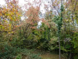 174.932 m2 bosgrond in de regio Belogradchik - Bulgarije