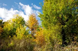 174.932 m2 bosgrond in de regio Belogradchik - Bulgarije