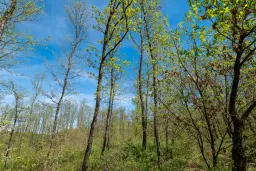 Bosbouwgrond in Makresh, regio Vidin - Bulgarije