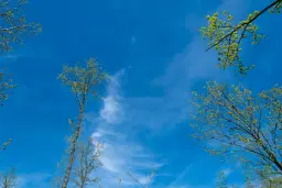 Bosbouwgrond in Makresh, regio Vidin - Bulgarije