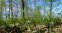 Bosbouwgrond in Makresh, regio Vidin - Bulgarije