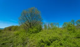 Bosgrond in Tolovitsa, Regio Vidin - Bulgarije