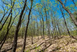 Bosgrond in Tolovitsa, Regio Vidin - Bulgarije