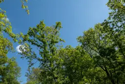 68.678 m2 Bosgrond in de regio Vidin - Bulgarije