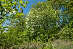 68.678 m2 Bosgrond in de regio Vidin - Bulgarije