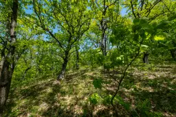 68.678 m2 Bosgrond in de regio Vidin - Bulgarije