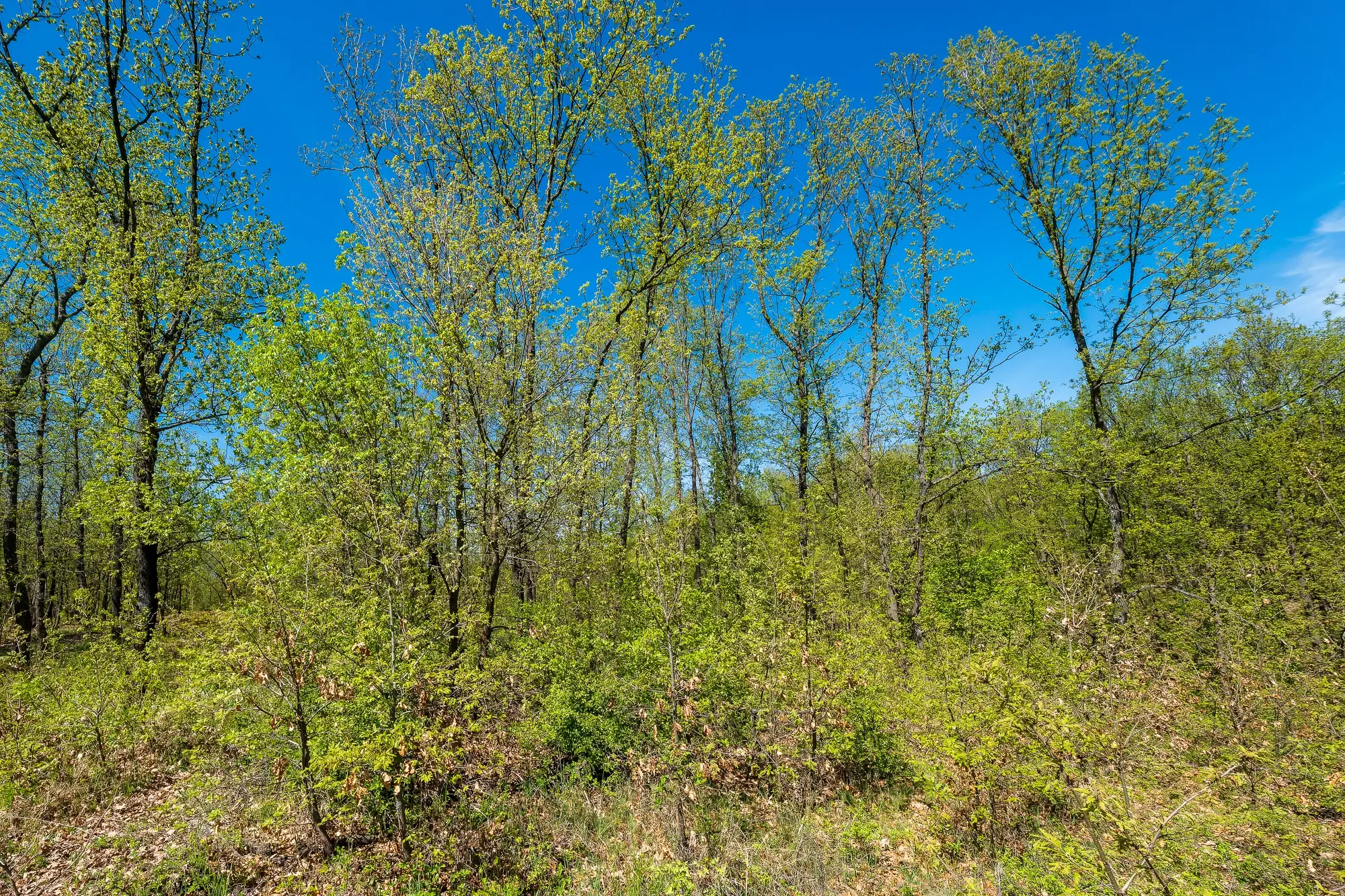 Bosgrond in Tolovitsa, rego Vidin - Bulgarije