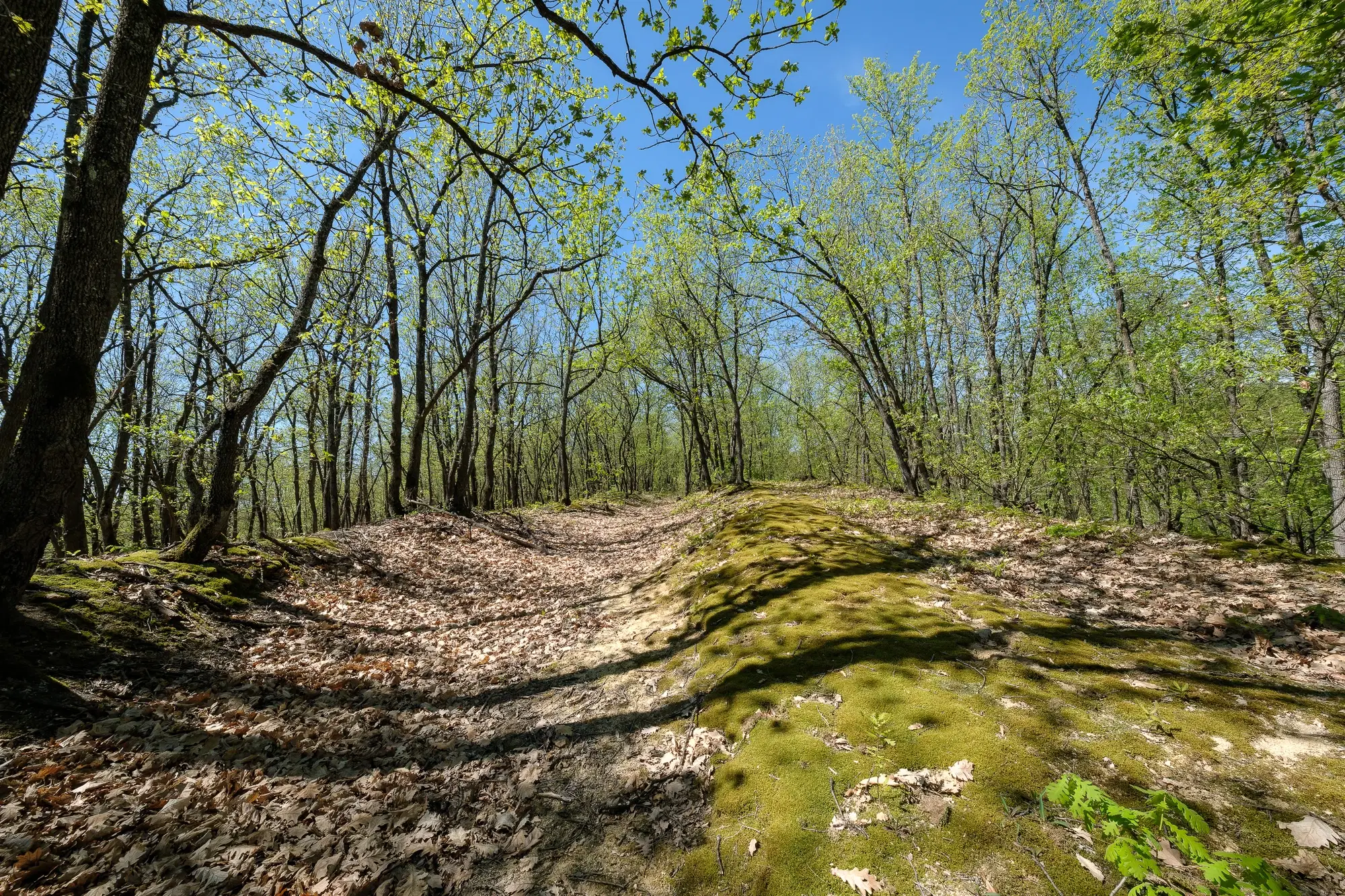 Bosgrond in Tolovitsa, rego Vidin - Bulgarije