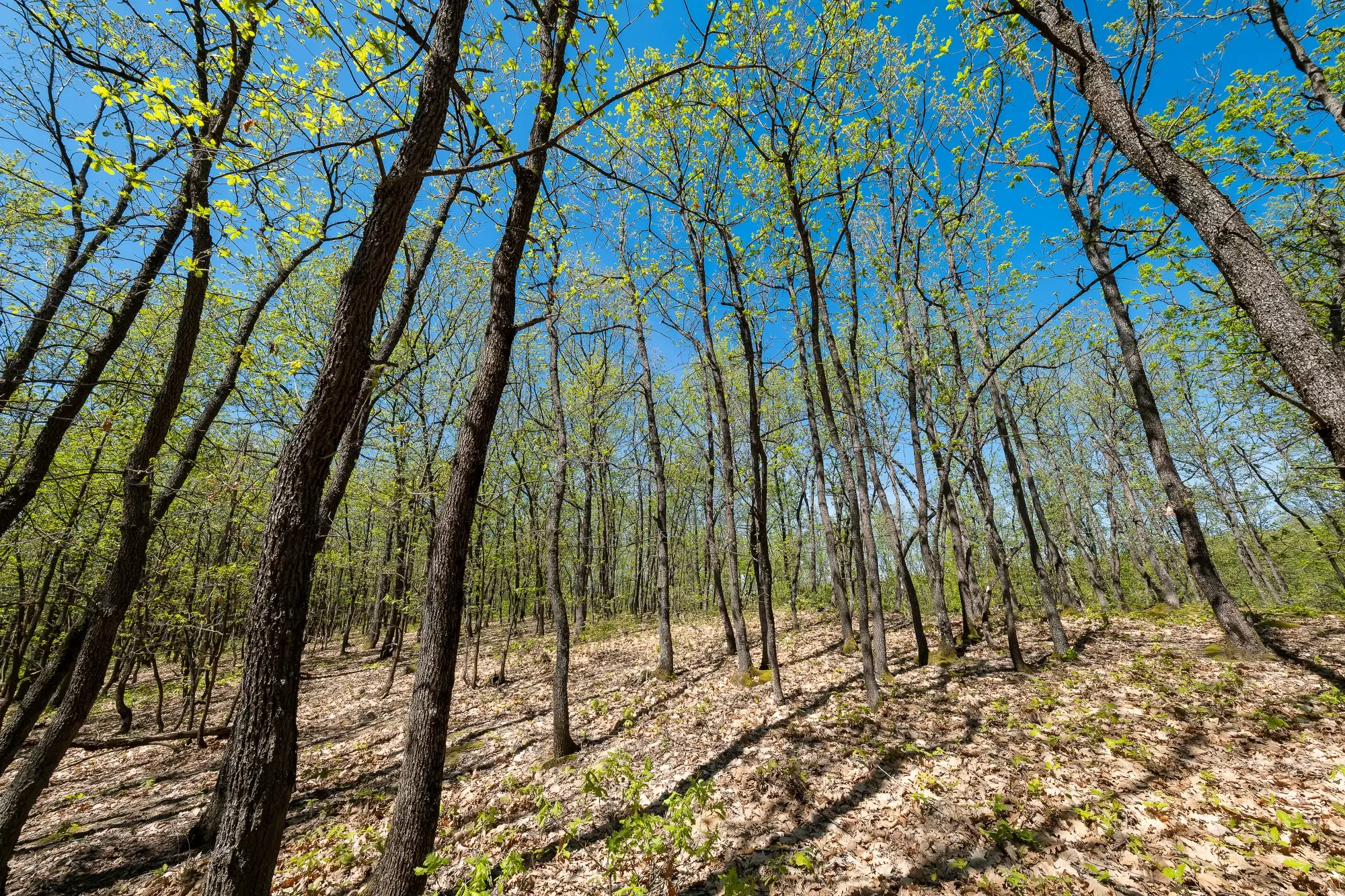 Bosgrond in Tolovitsa, rego Vidin - Bulgarije
