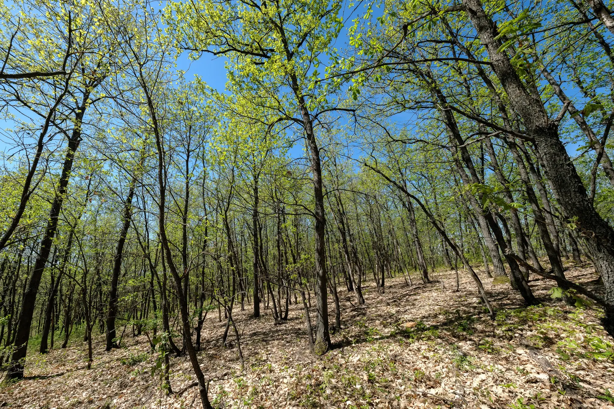 Bosgrond in Tolovitsa, rego Vidin - Bulgarije