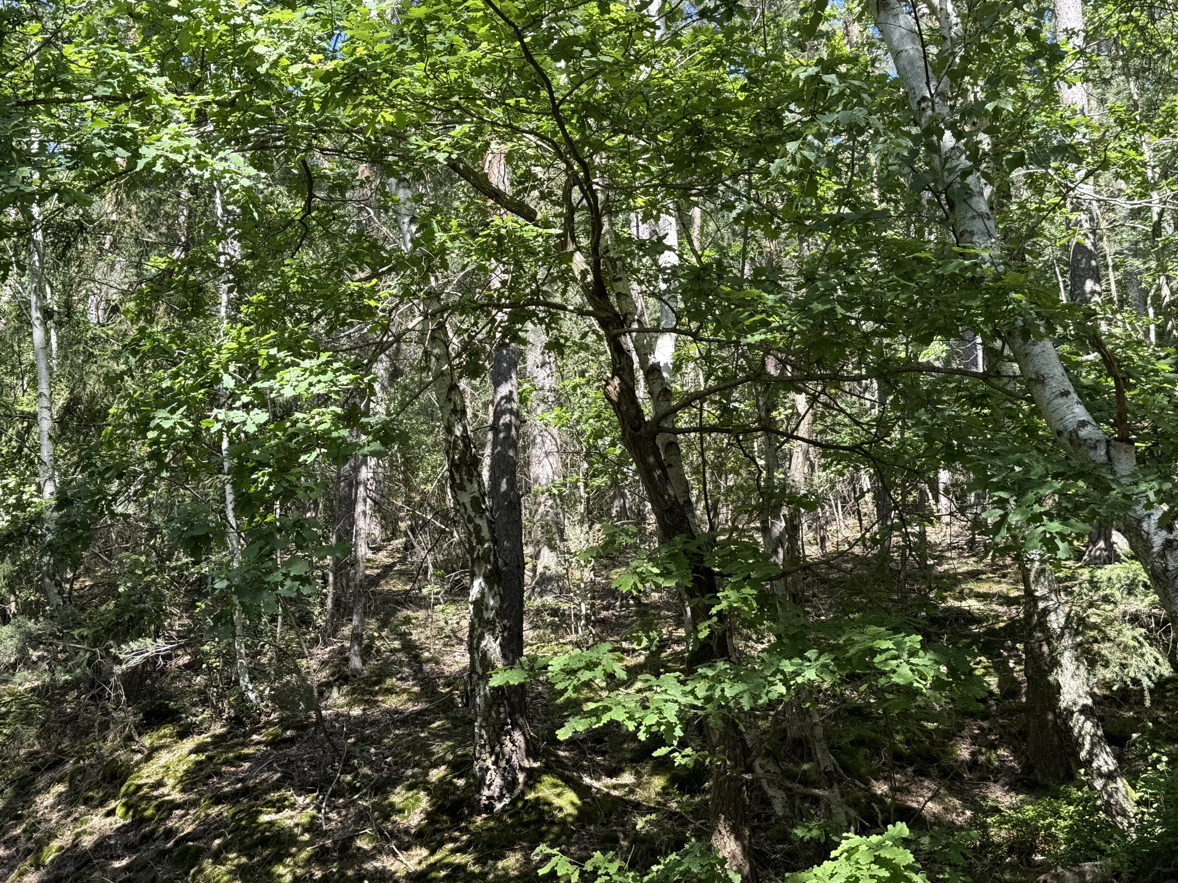 Perceel aan het meer van totaal 472 m² naast Zeulenroda - Duitsland