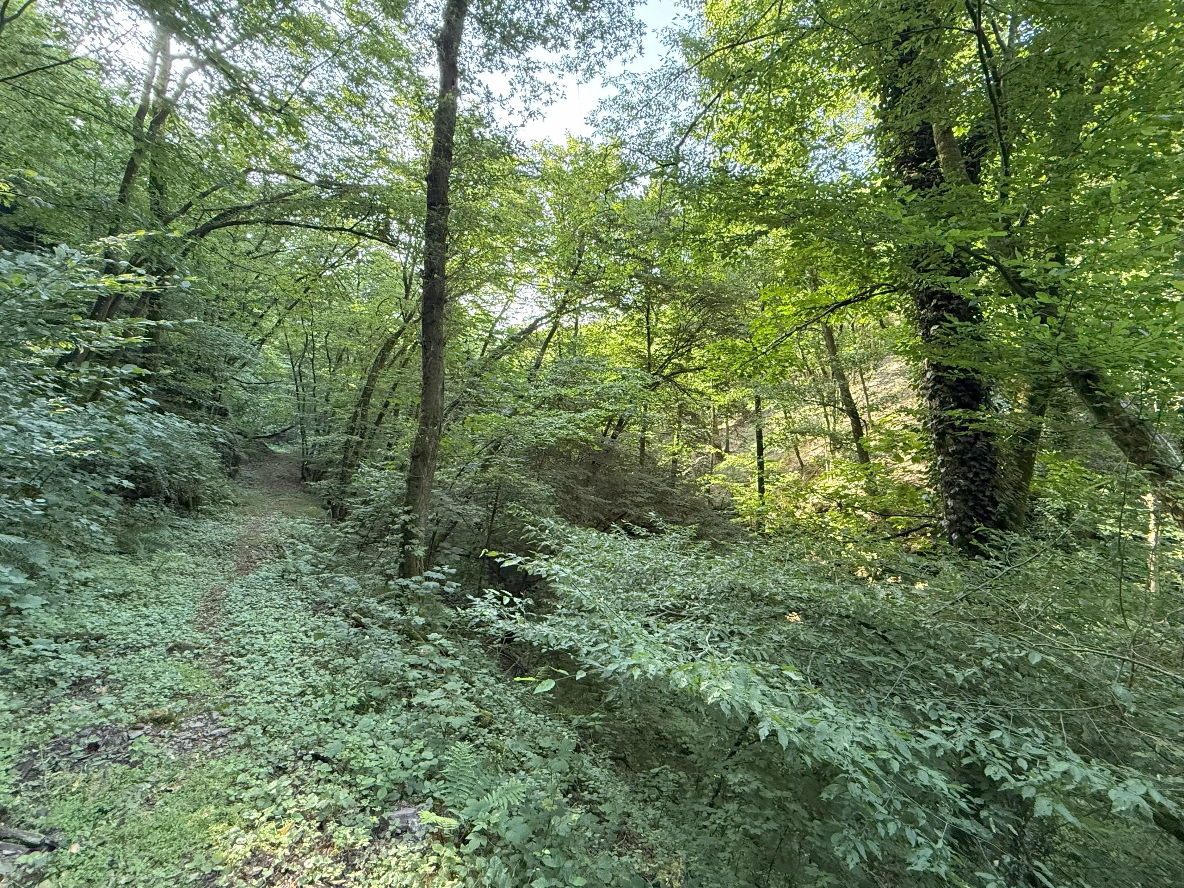 370 m² bosgrond in Cochem - Duitsland