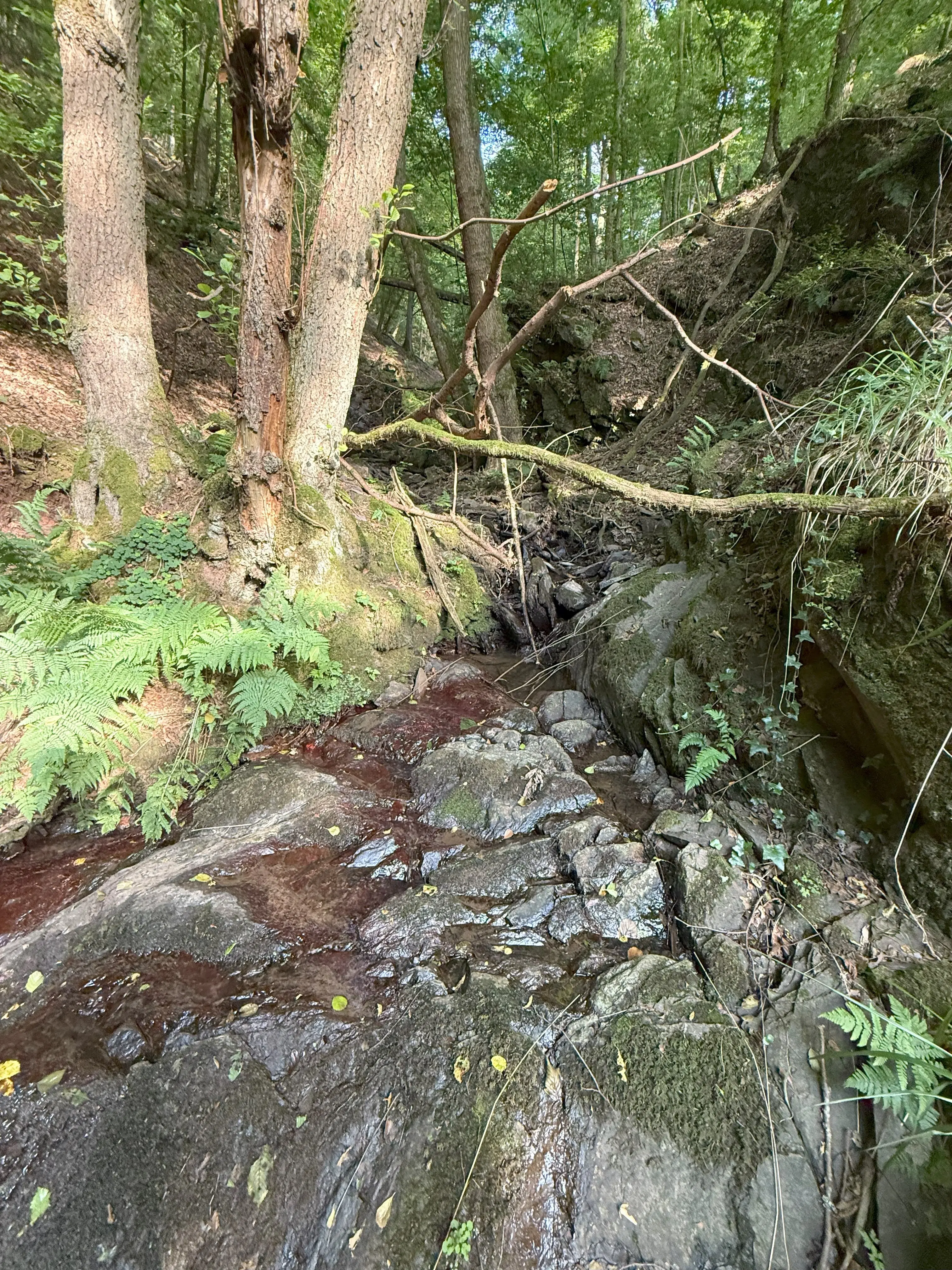 370 m² bosgrond in Cochem - Duitsland