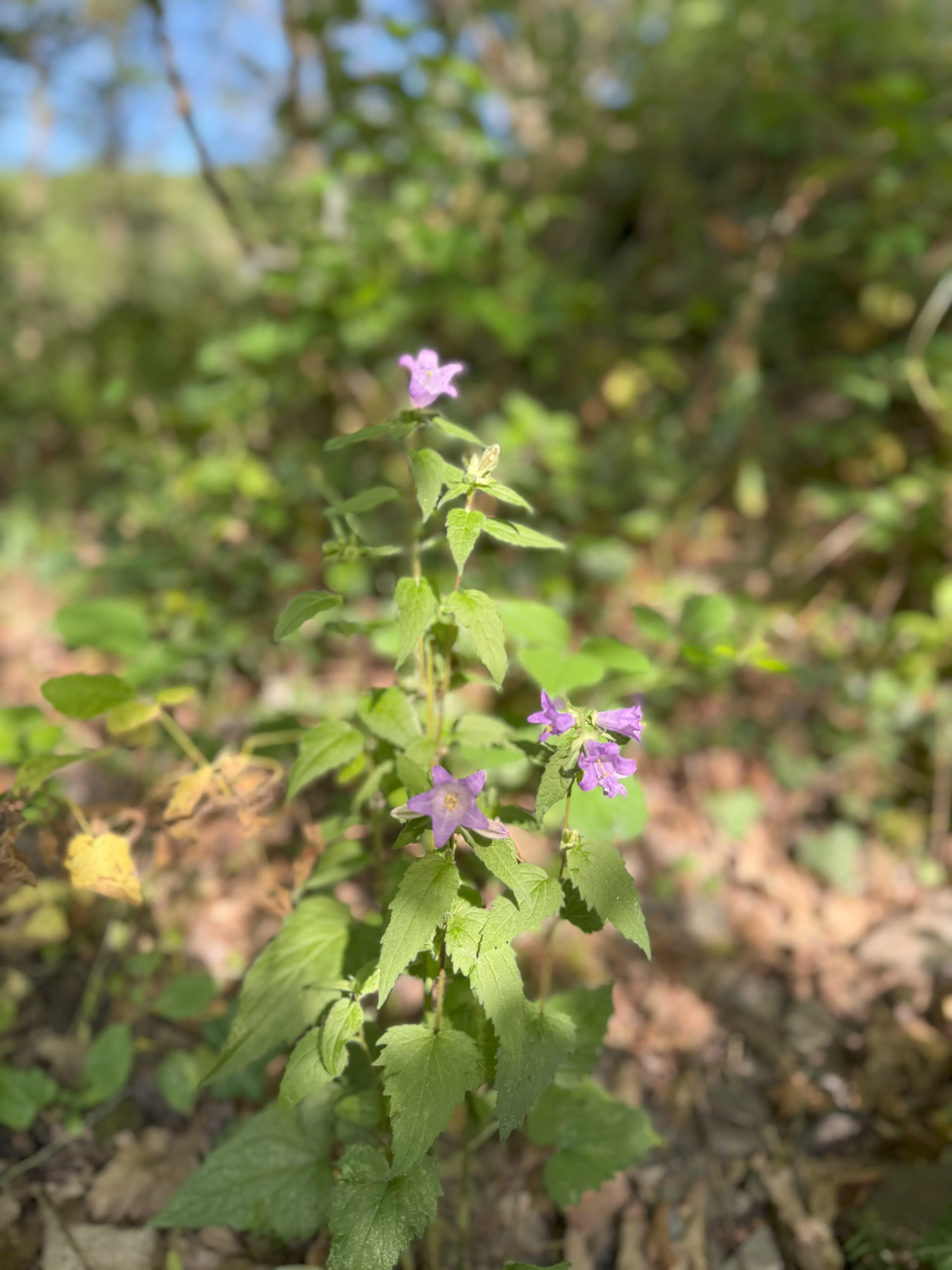 370 m² bosgrond in Cochem - Duitsland