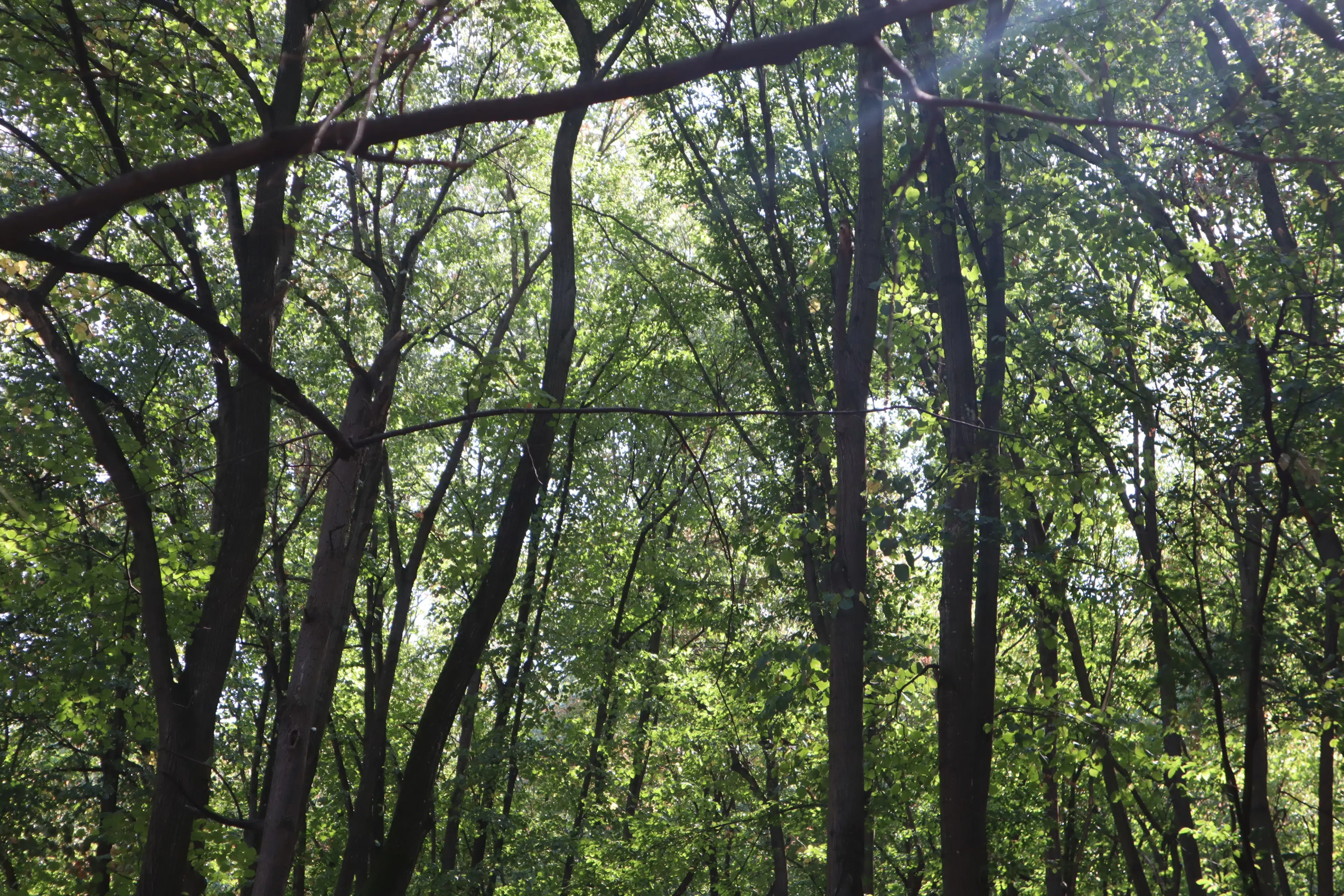 152.460 m² bosgrond in Suhindol, Veliko Tarnovo - Bulgarije