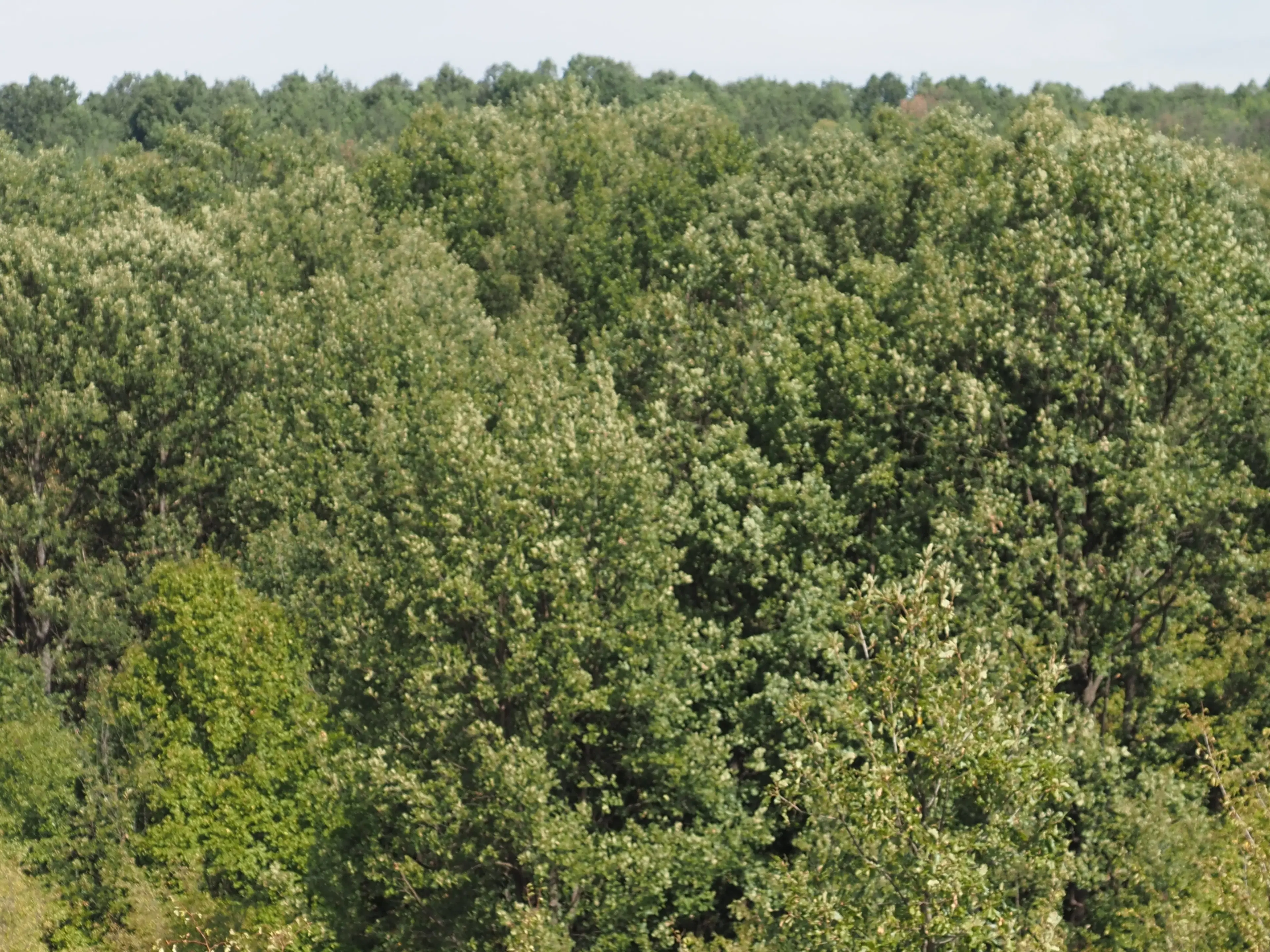 152.460 m² bosgrond in Suhindol, Veliko Tarnovo - Bulgarije