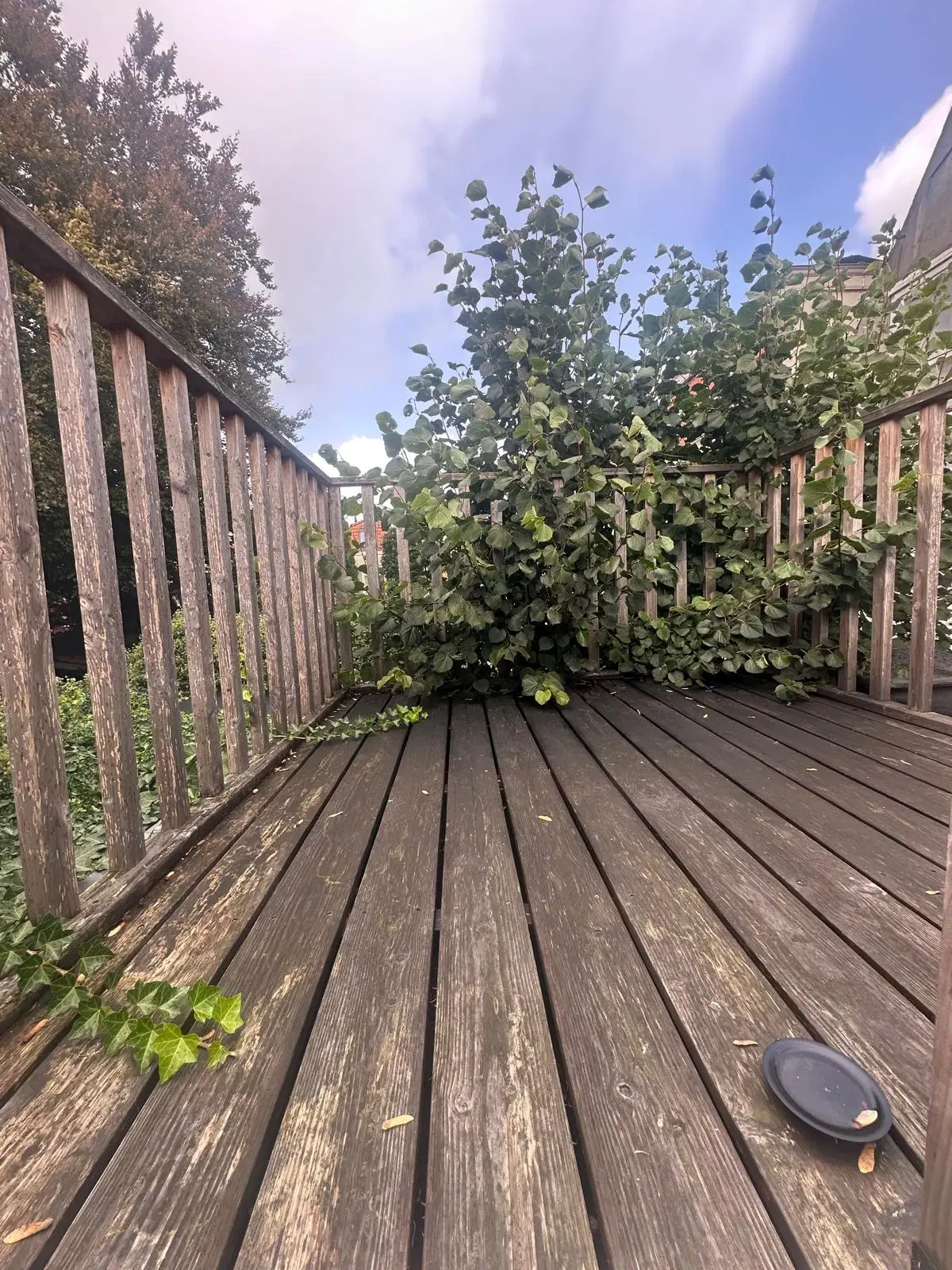 Leiden, Hooigracht 50 50A, 50B en 50C