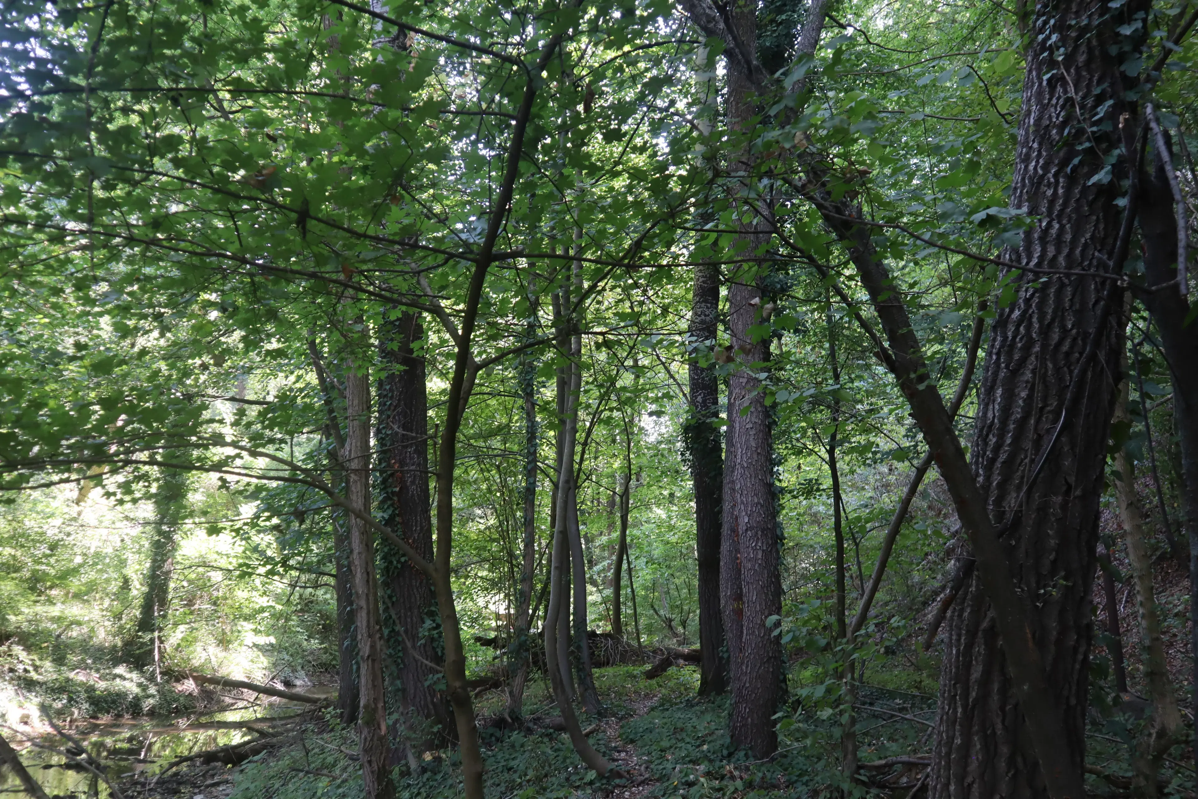 152.460 m² bosgrond in Suhindol, Veliko Tarnovo - Bulgarije