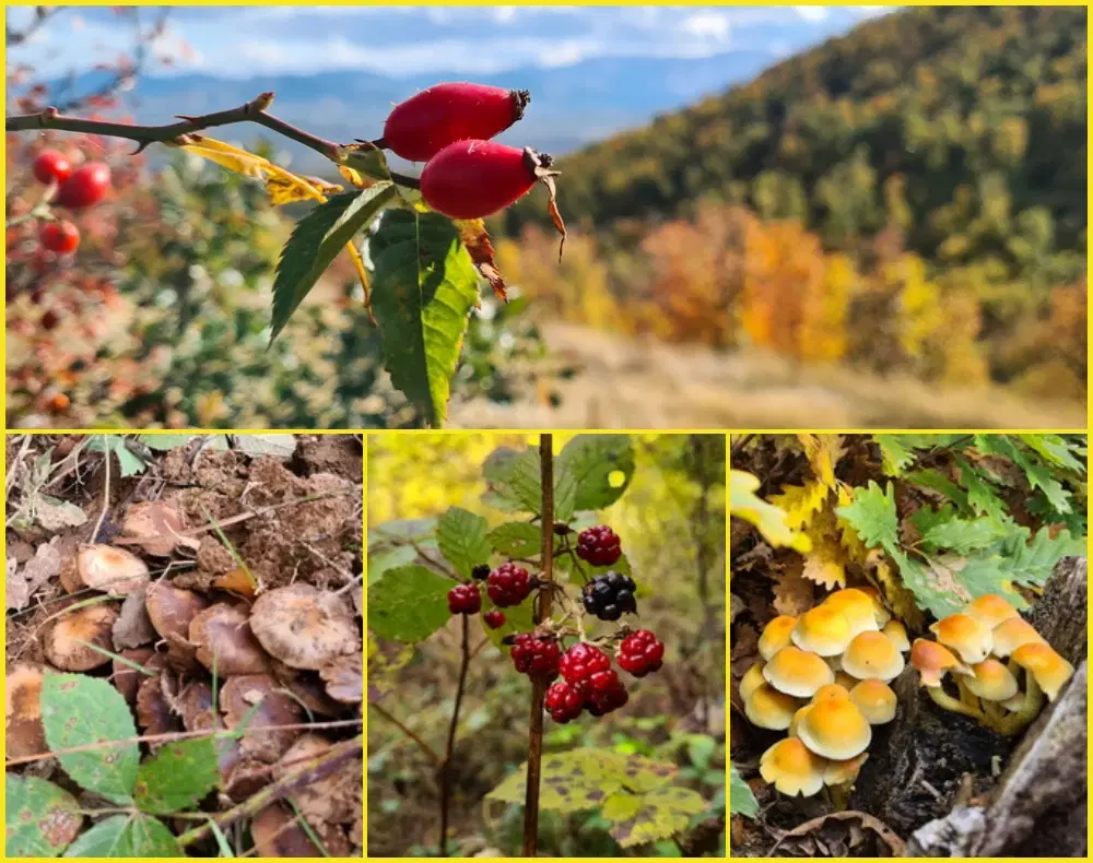 6.513 m² bosgrond in de regio Belogradchik - Bulgarije