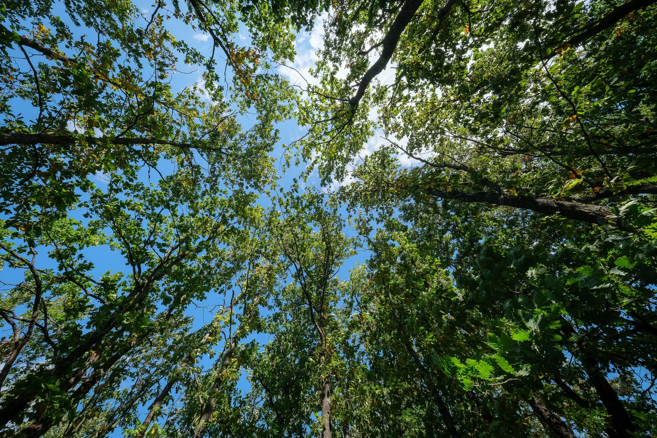 45.863 m² bosgrond in Brankovtsi, Vidin - Bulgarije