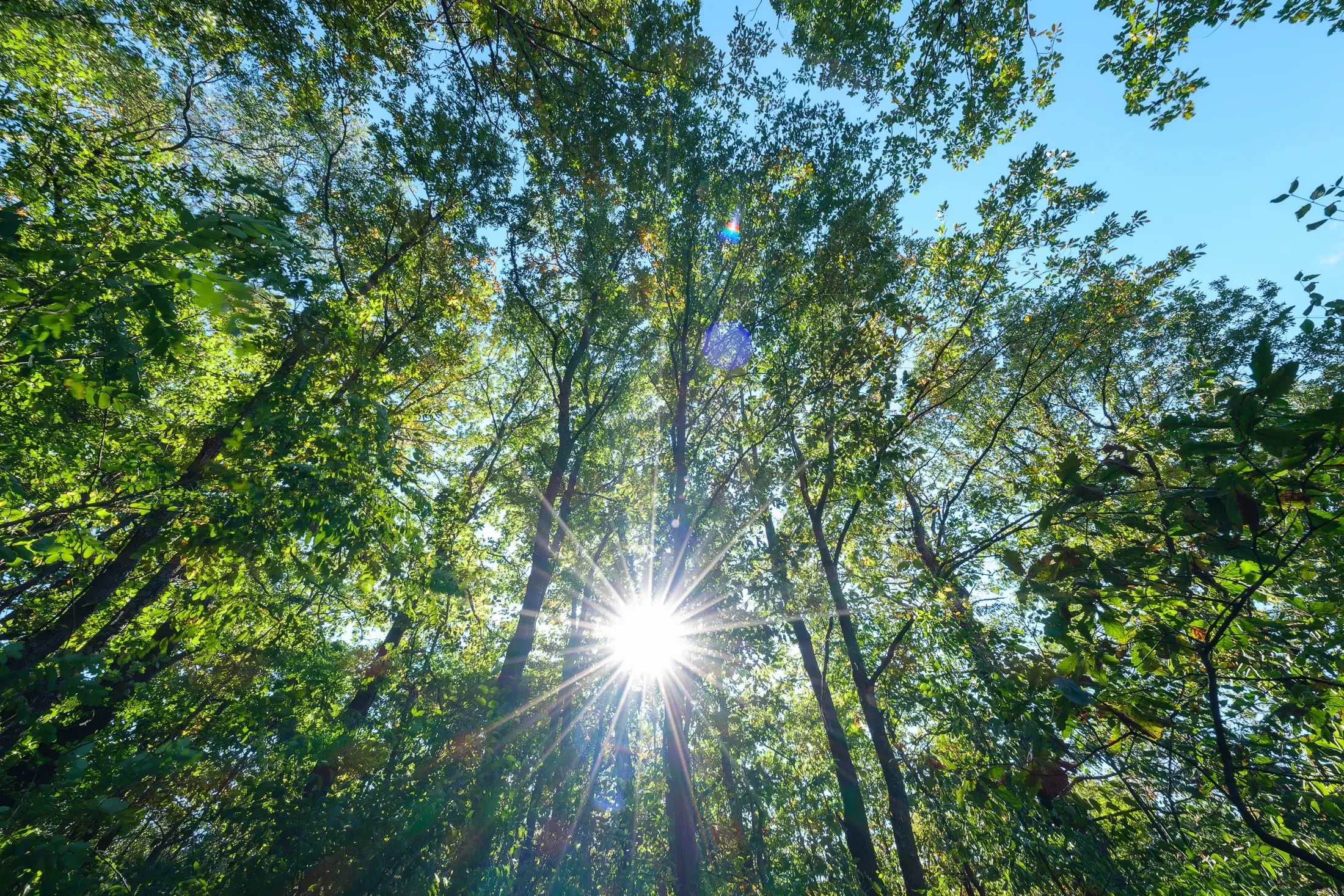 45.863 m² bosgrond in Brankovtsi, Vidin - Bulgarije