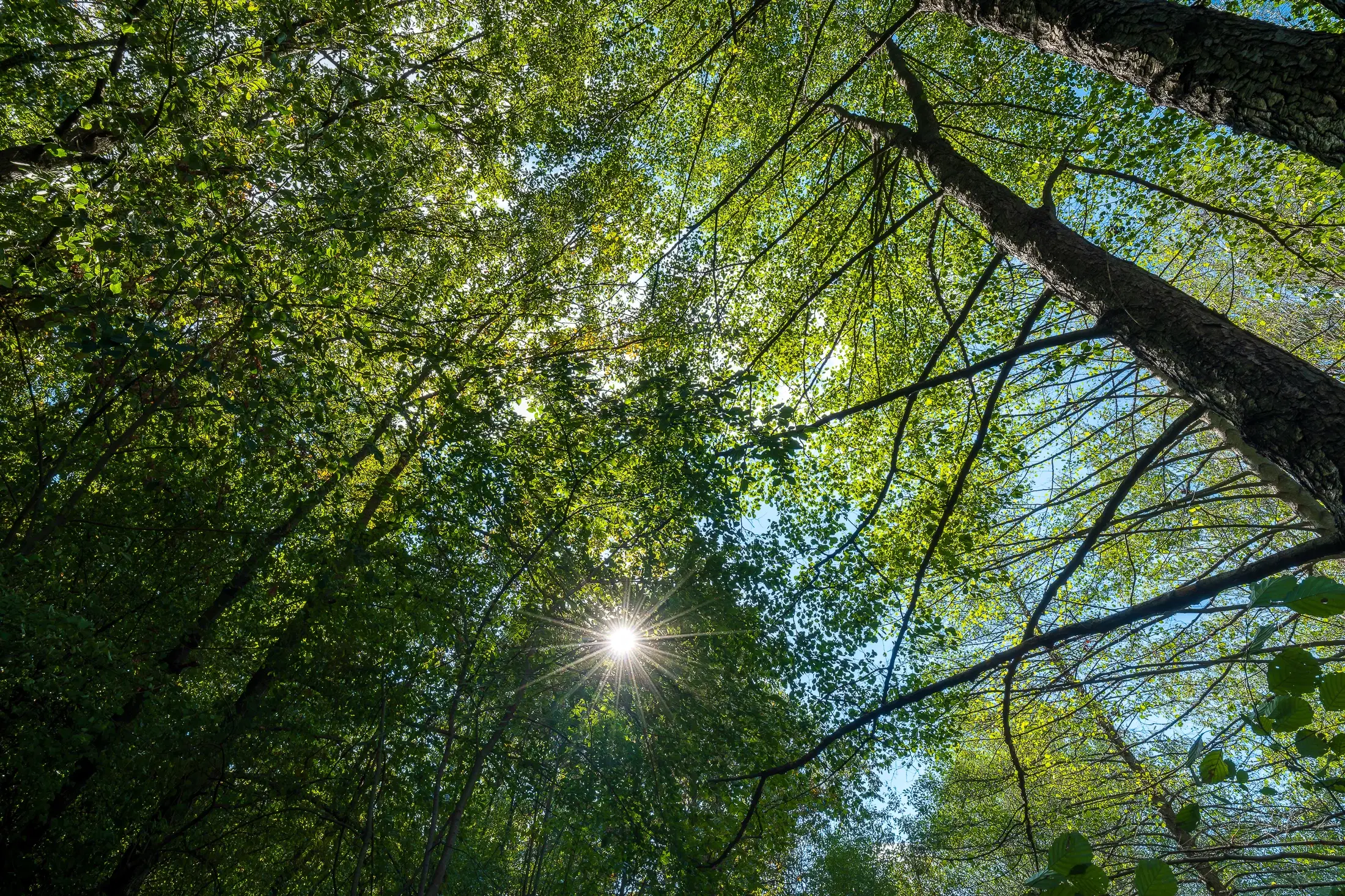 45.863 m² bosgrond in Brankovtsi, Vidin - Bulgarije