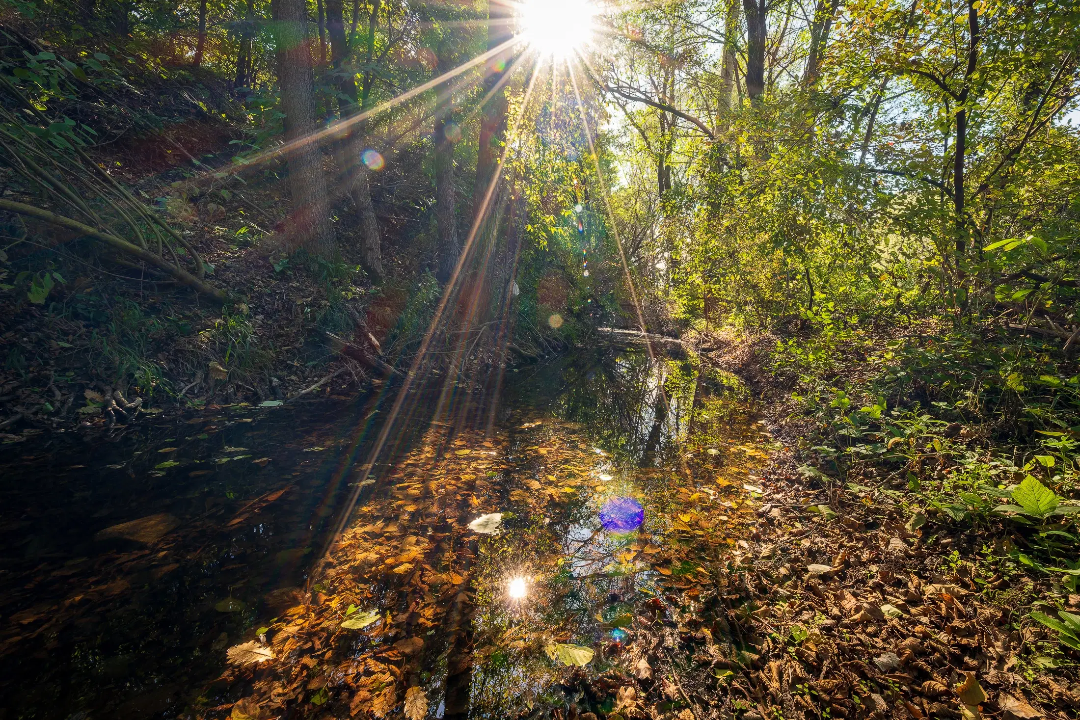 45.863 m² bosgrond in Brankovtsi, Vidin - Bulgarije