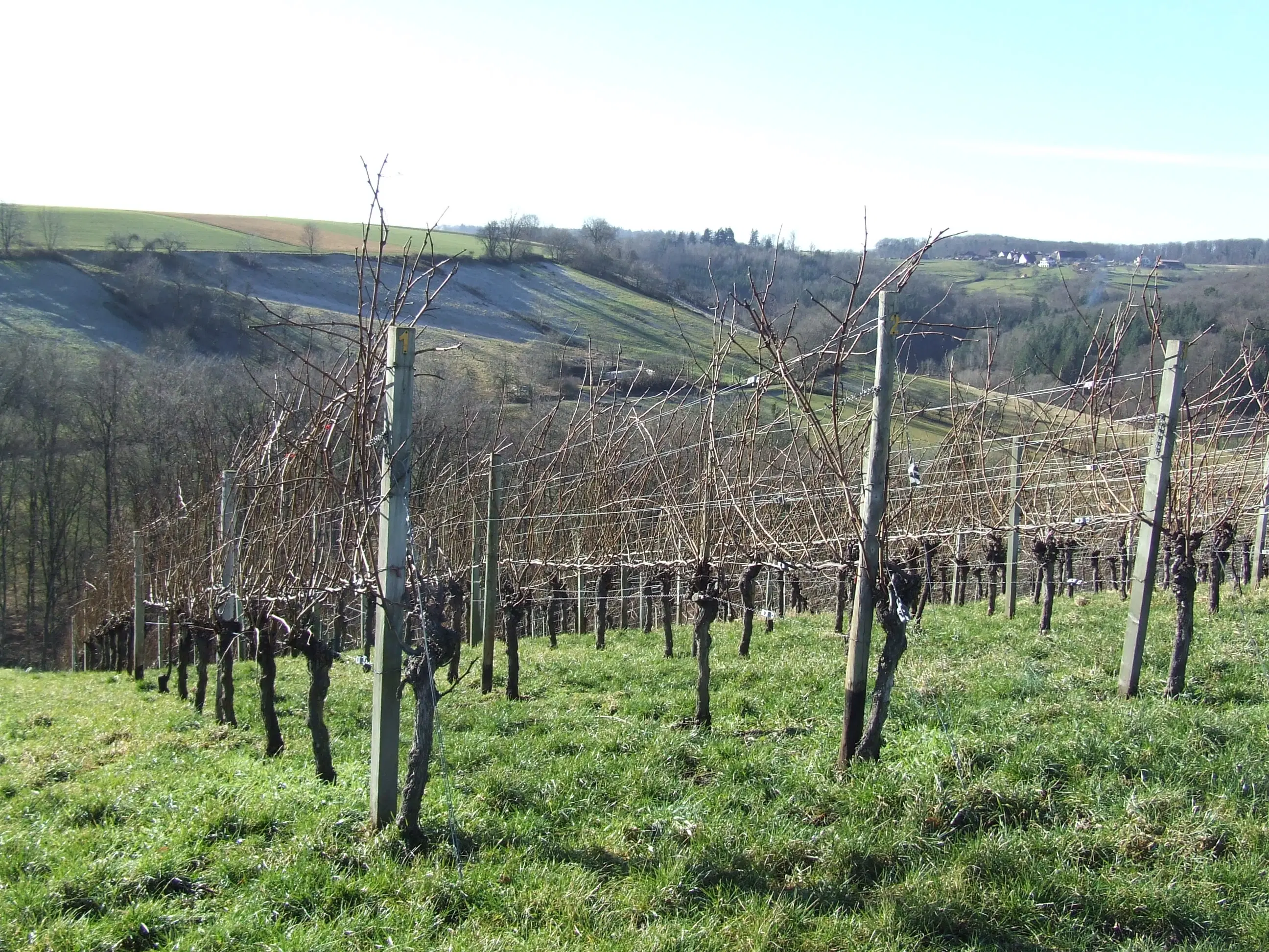 Wijngaard met Dornfelder druiven en appelbomen van totaal 2.072 m² nabij Heilbronn - Duitsland