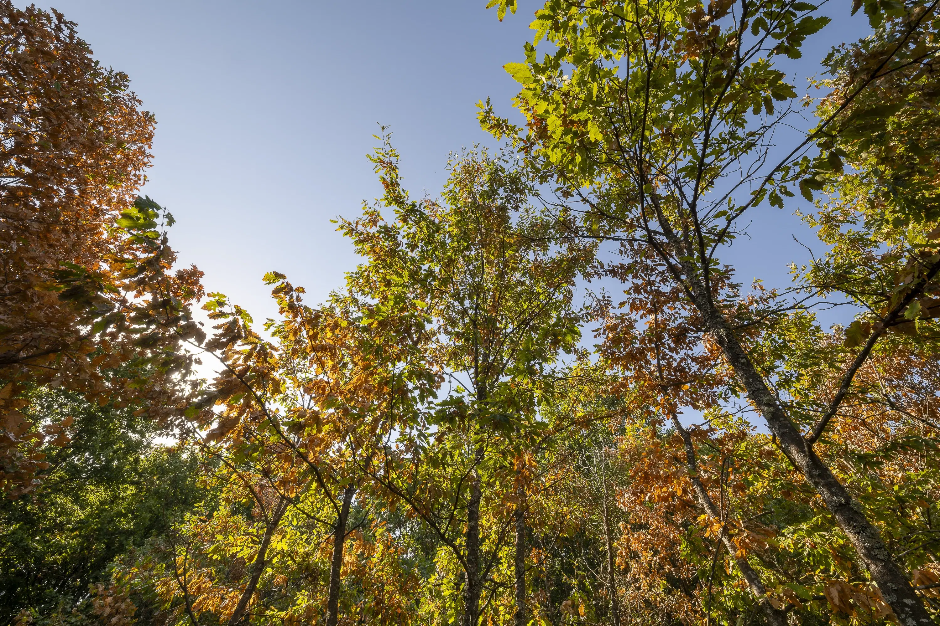 32.541 m² gemengd loofbos in regio Vidin - Bulgarije