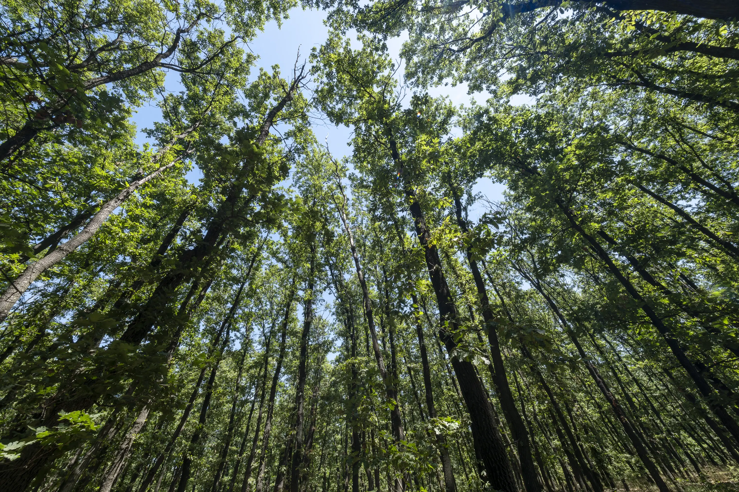 15.000 m² gemend loofbos in de regio Vidin - Bulgarije