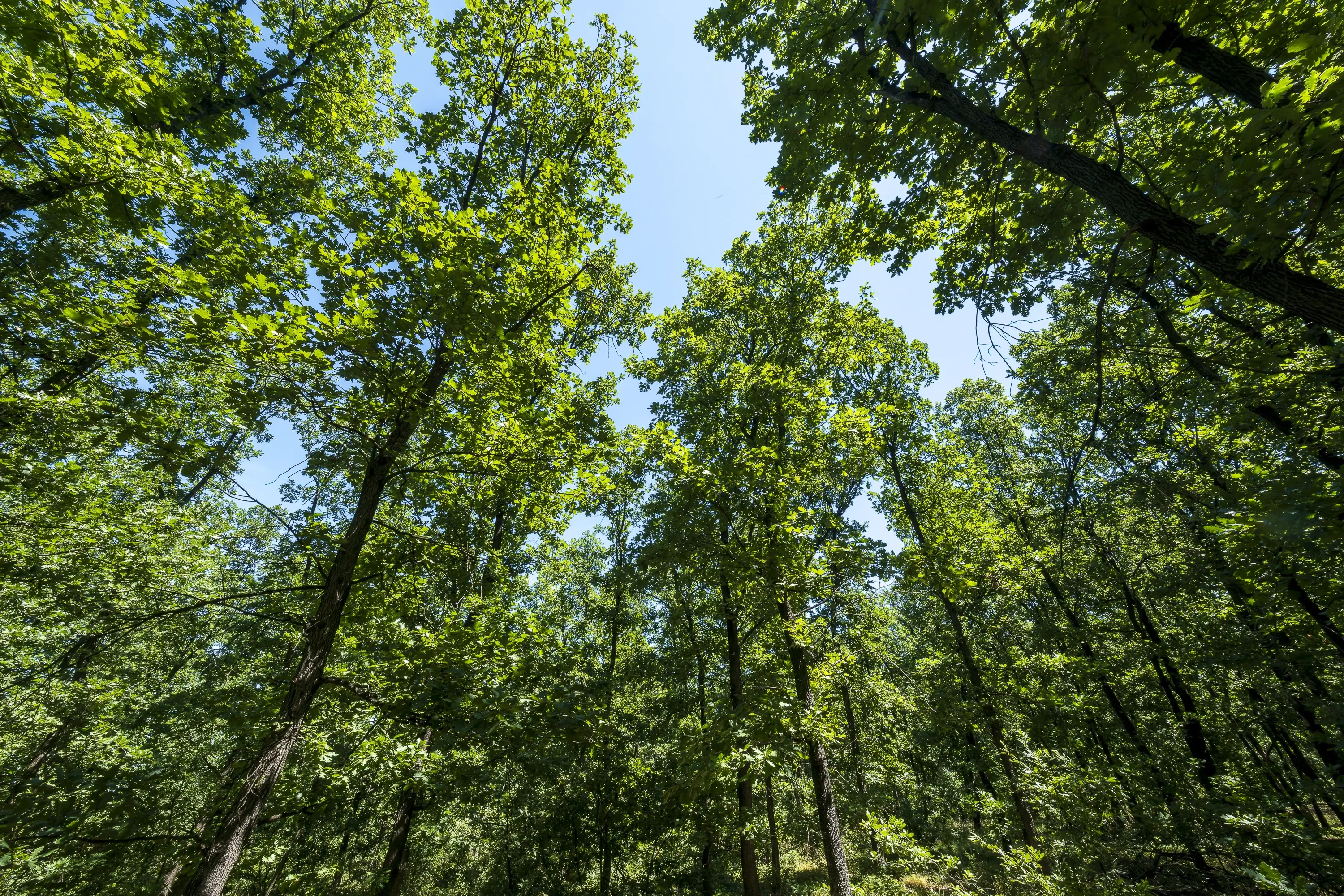 15.000 m² gemend loofbos in de regio Vidin - Bulgarije
