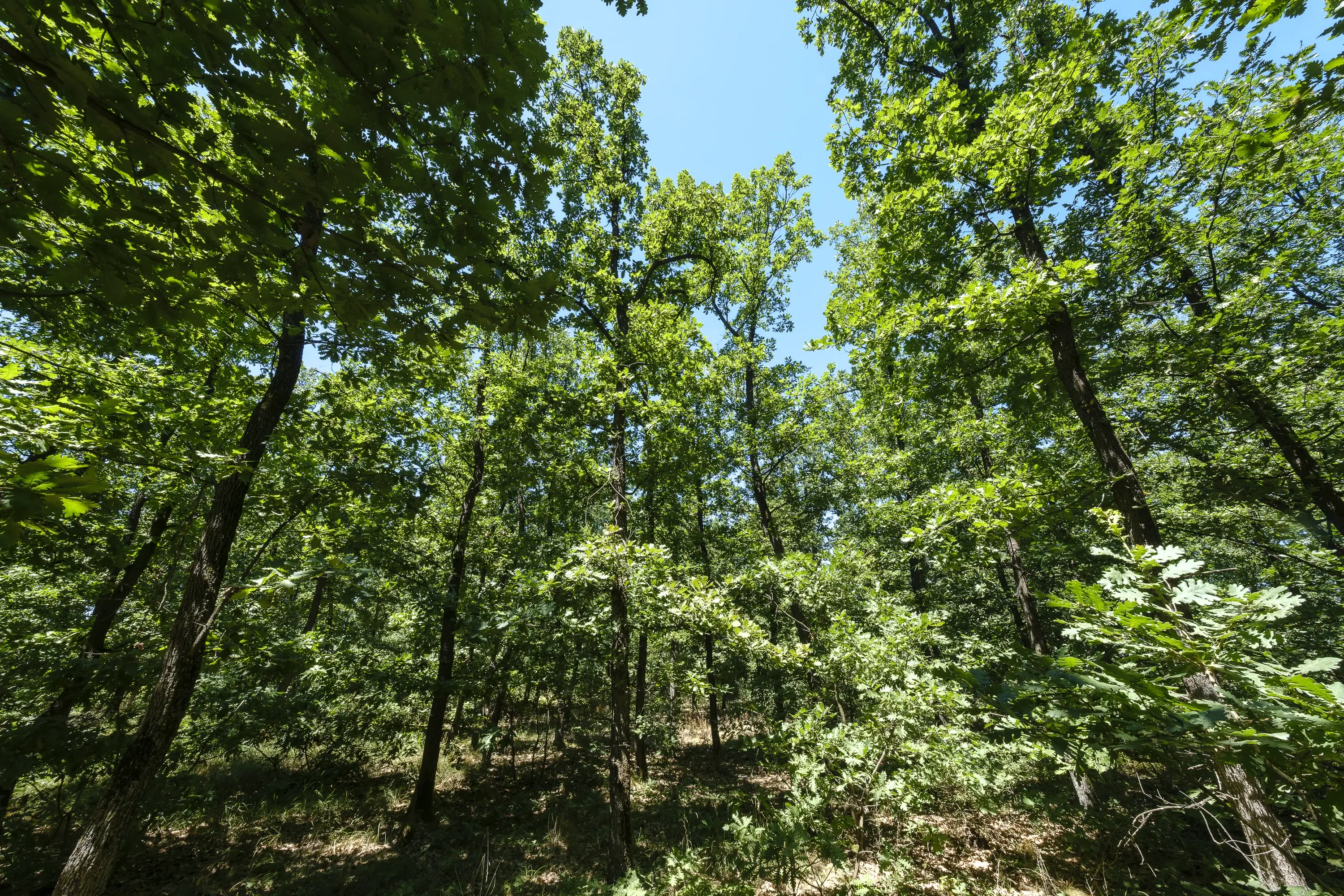 15.000 m² gemend loofbos in de regio Vidin - Bulgarije