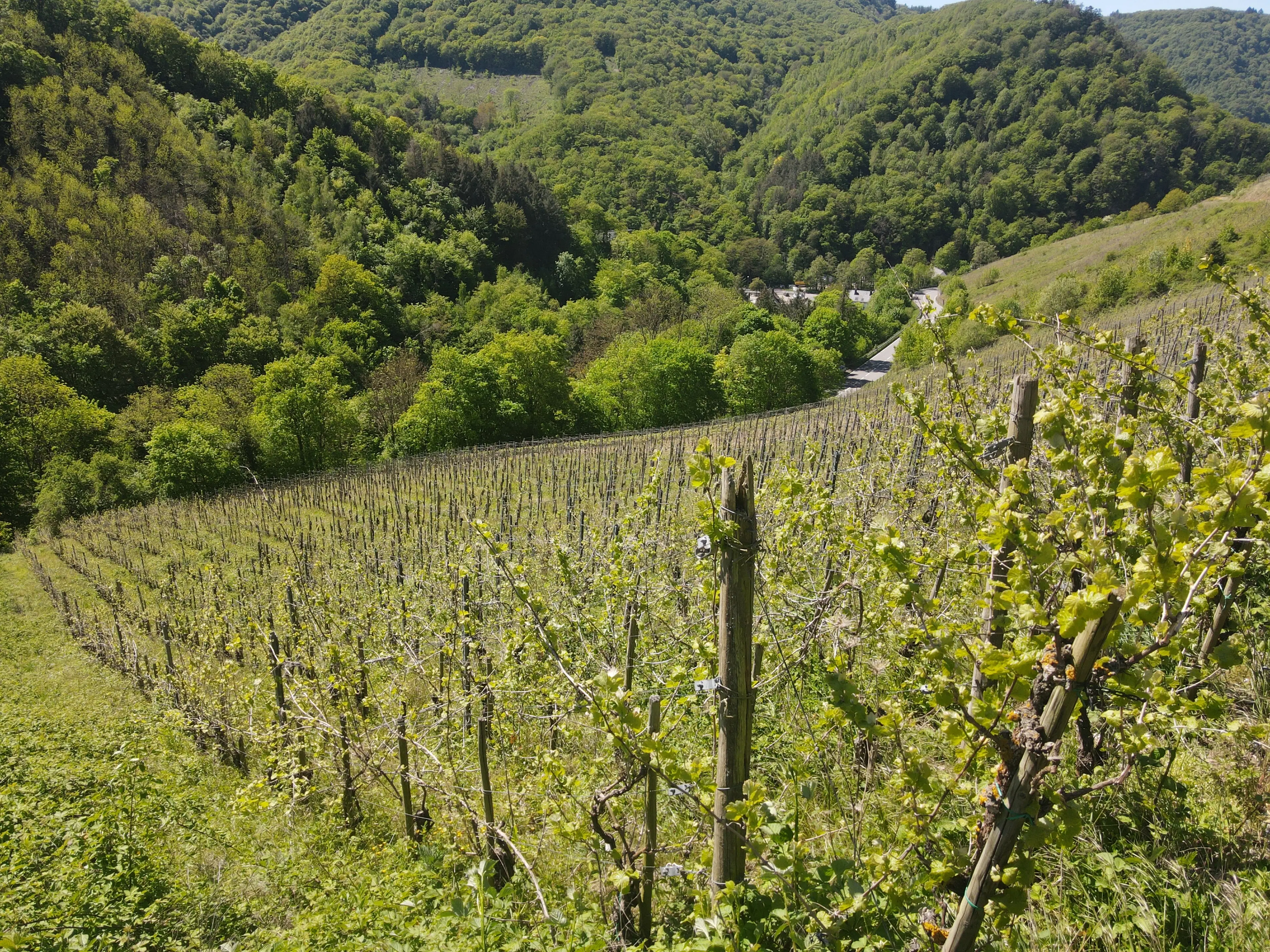 Wijngaard totaal 972 m² met Riesling in Zell, Cochem - Duitsland