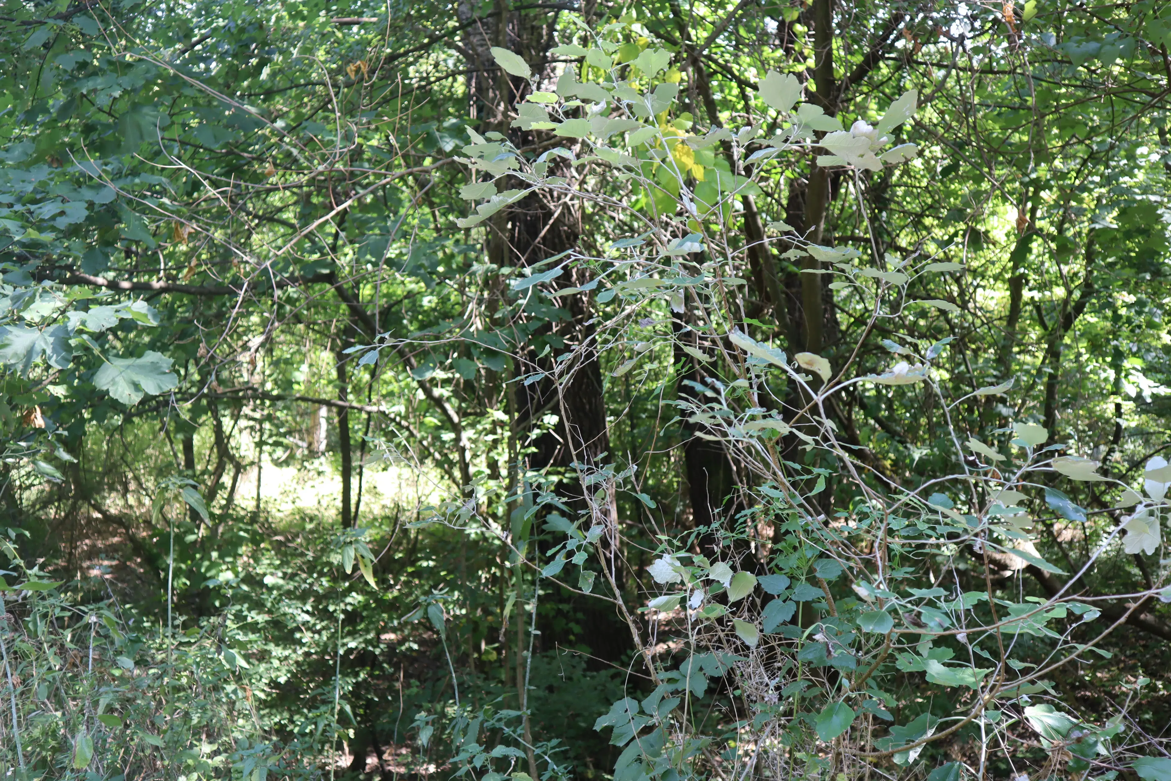 Bosgrond 30.194 m² - Investering & Natuurverblijf, Regio Troyan - Bulgarije