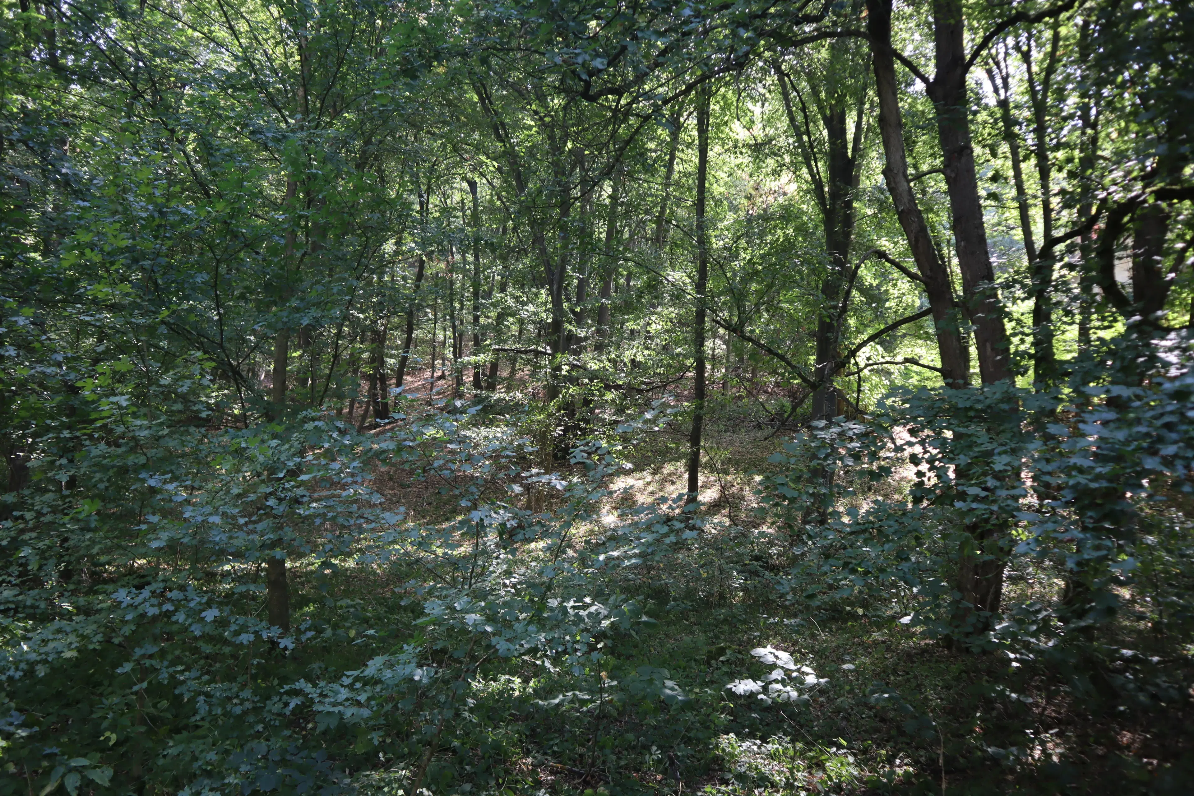Bosgrond 30.194 m² - Investering & Natuurverblijf, Regio Troyan - Bulgarije