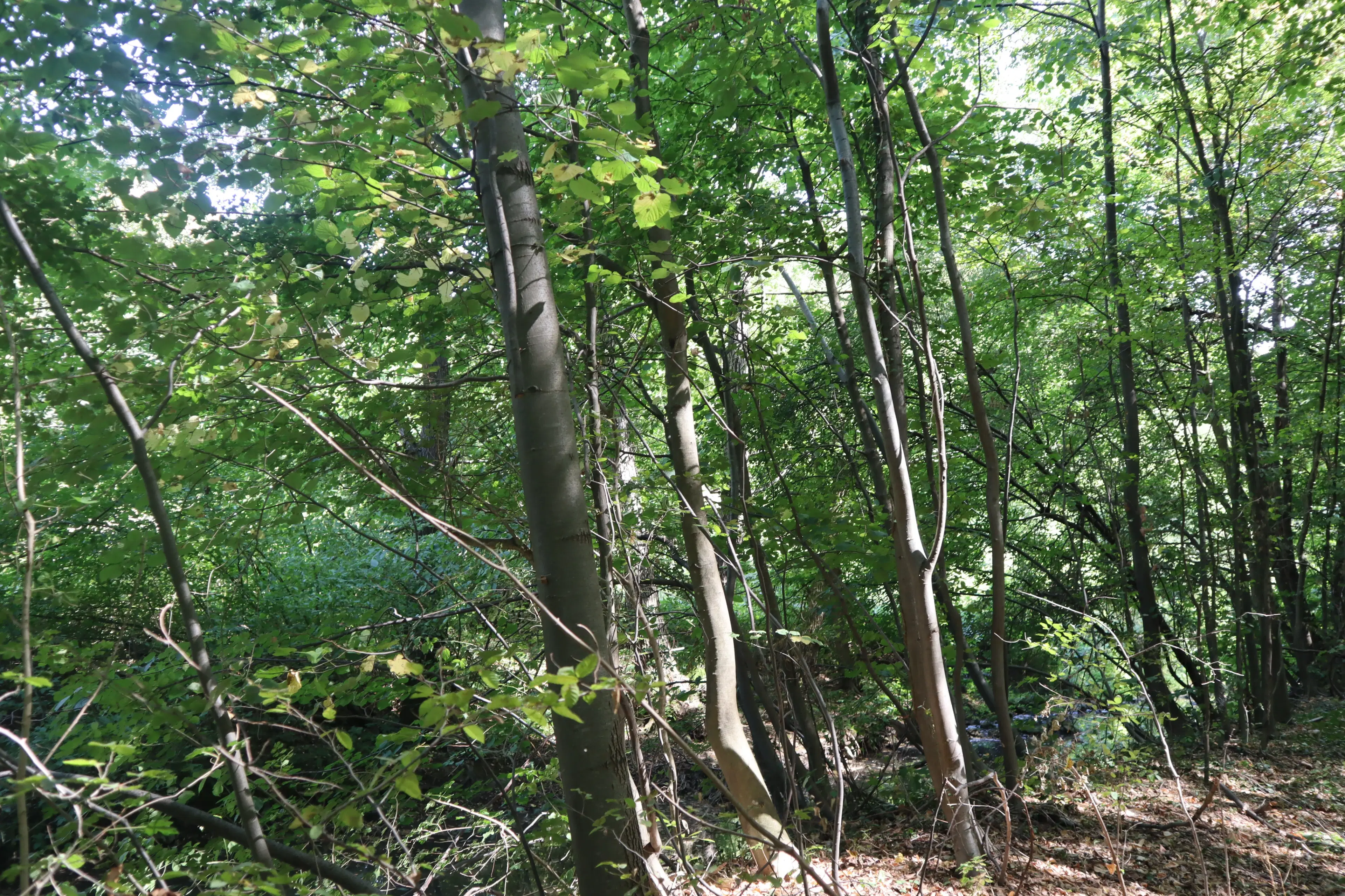 Bosgrond 30.194 m² - Investering & Natuurverblijf, Regio Troyan - Bulgarije