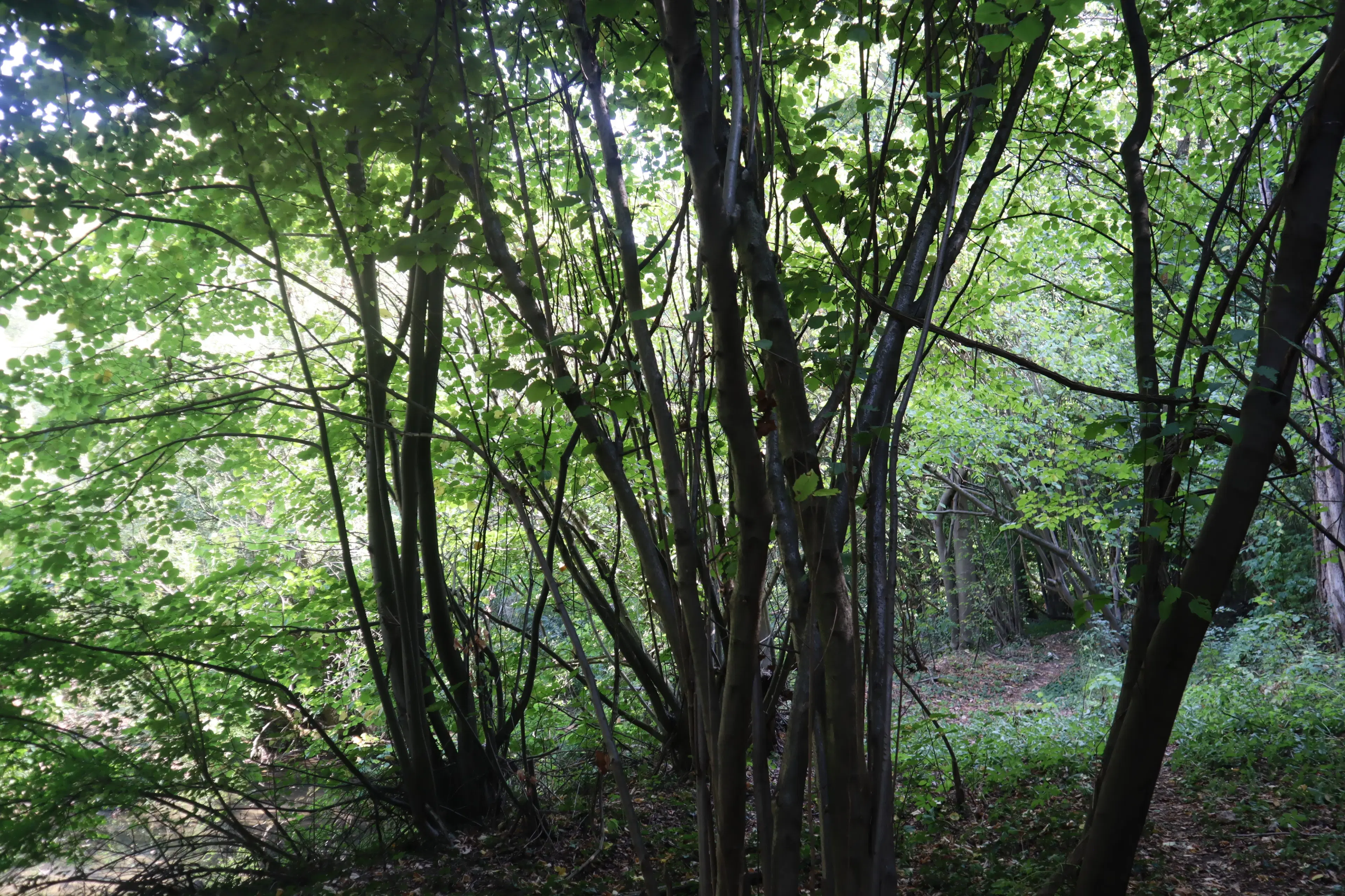 Bosgrond 30.194 m² - Investering & Natuurverblijf, Regio Troyan - Bulgarije