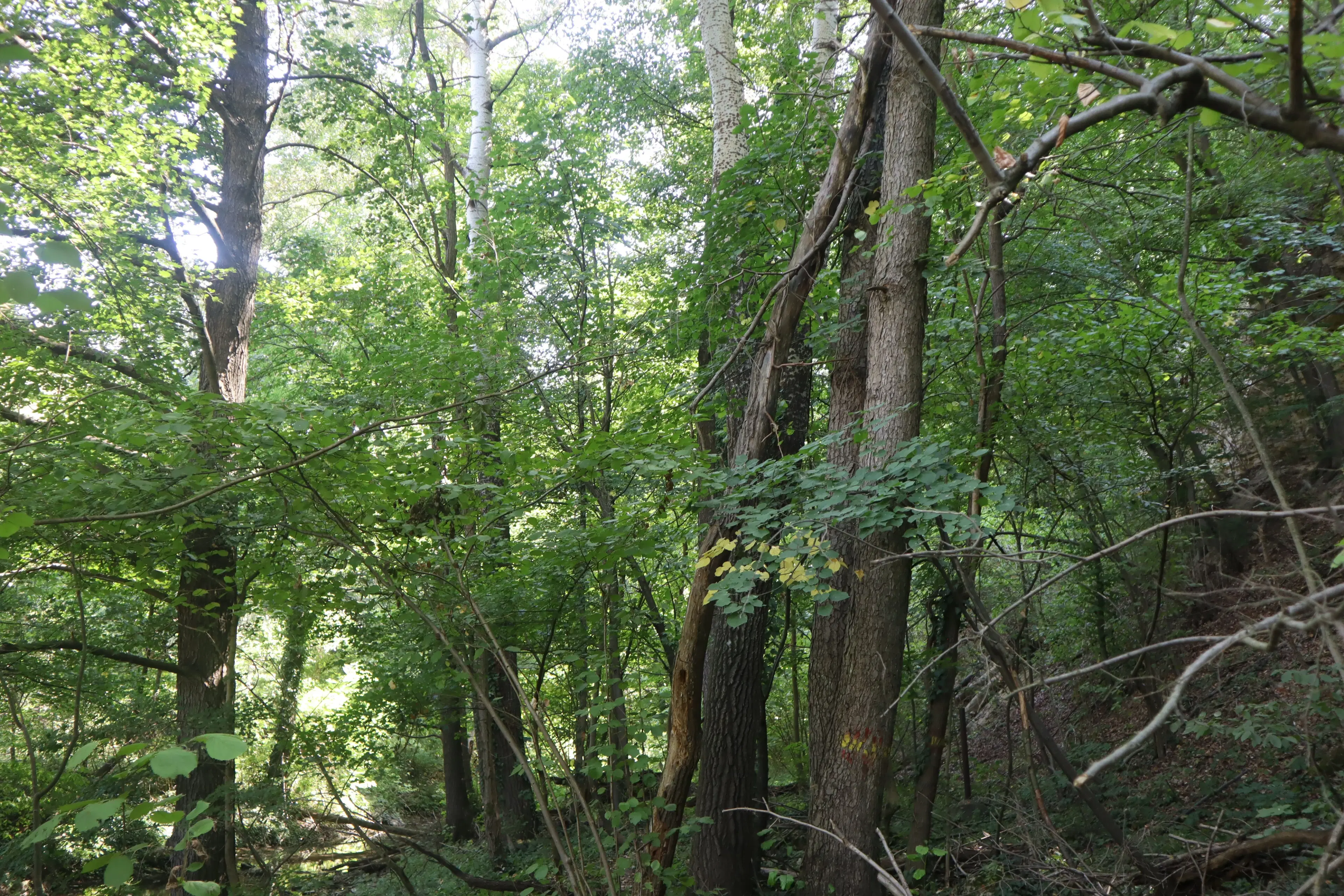 Bosgrond 30.194 m² - Investering & Natuurverblijf, Regio Troyan - Bulgarije