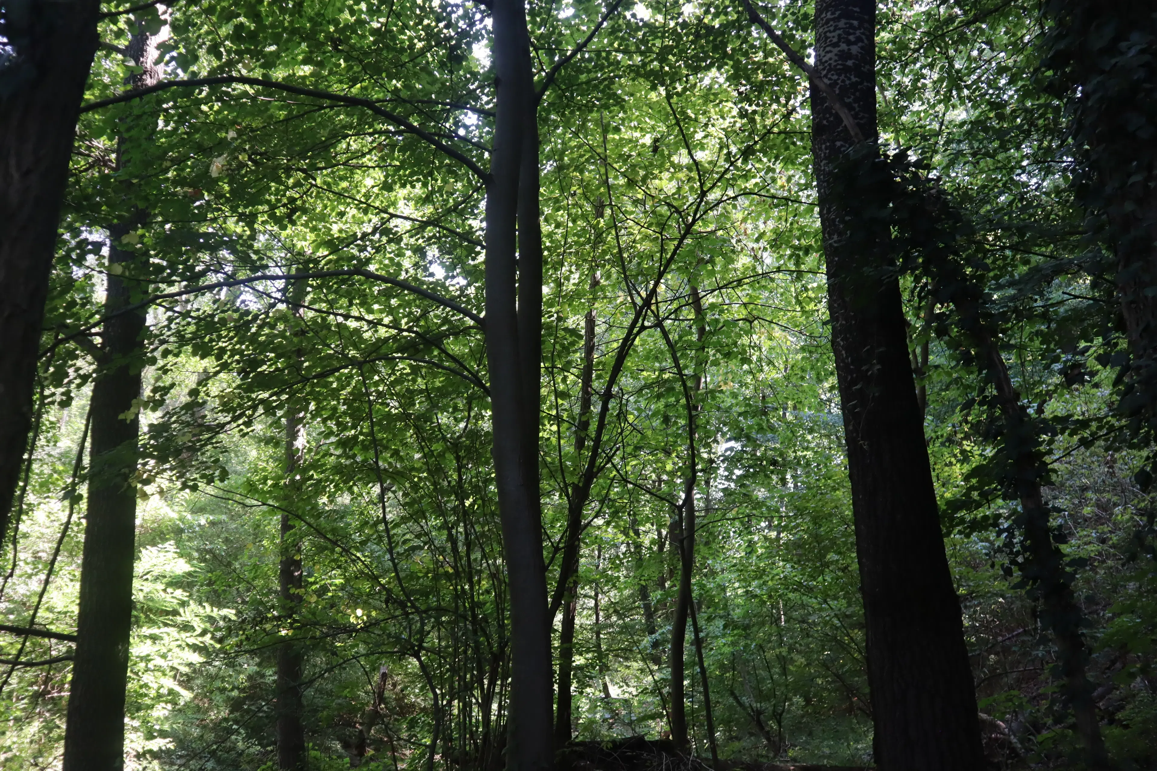 Bosgrond 30.194 m² - Investering & Natuurverblijf, Regio Troyan - Bulgarije
