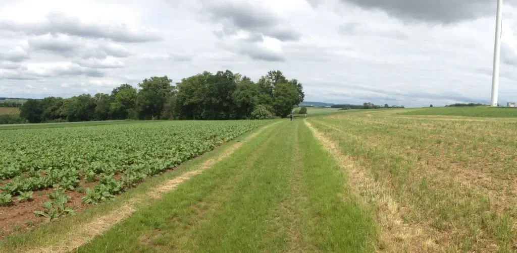 Landbouwgrond - Tolovitsa, regio Vidin - Bulgarije