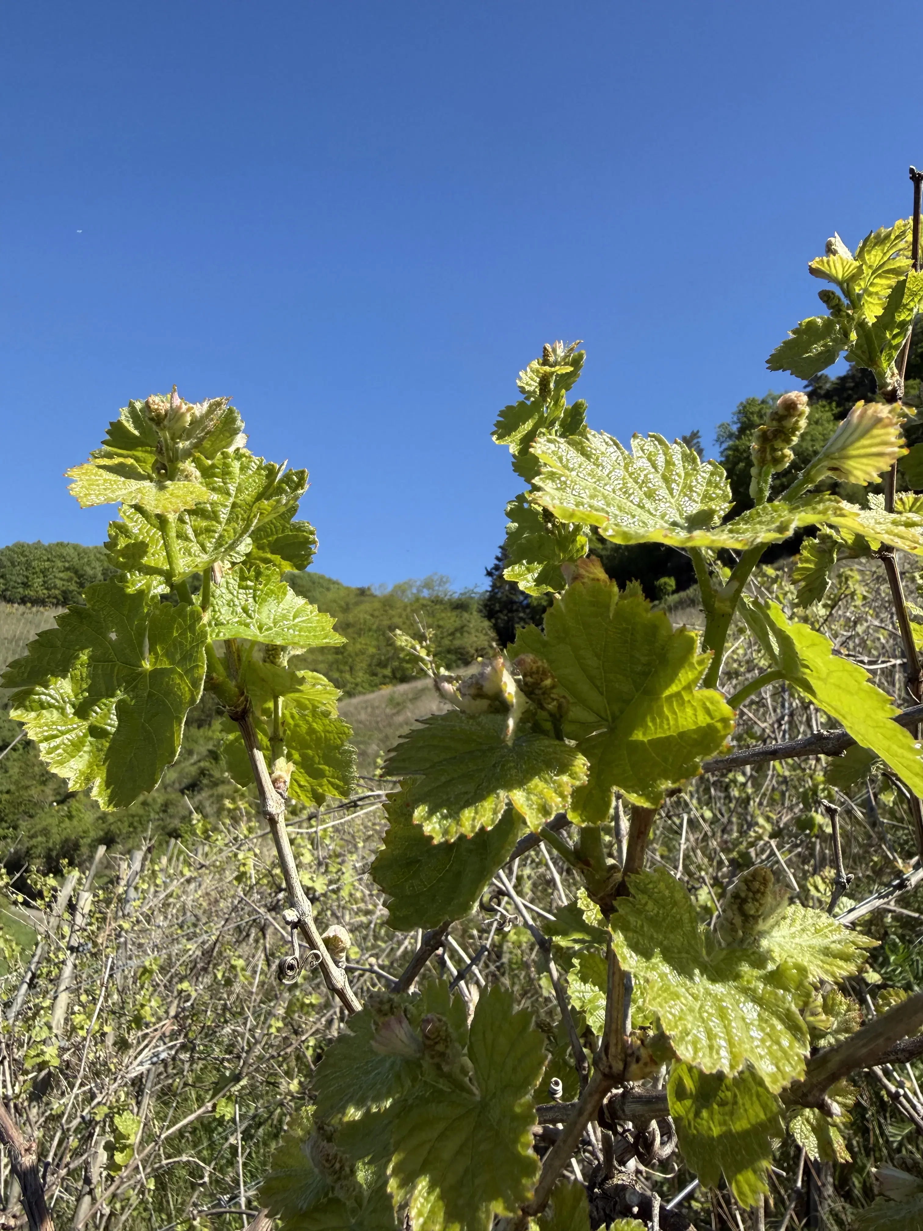 Wijngaard met Riesling, totaal 1.445 m² in Zell, Cochem - Duitsland