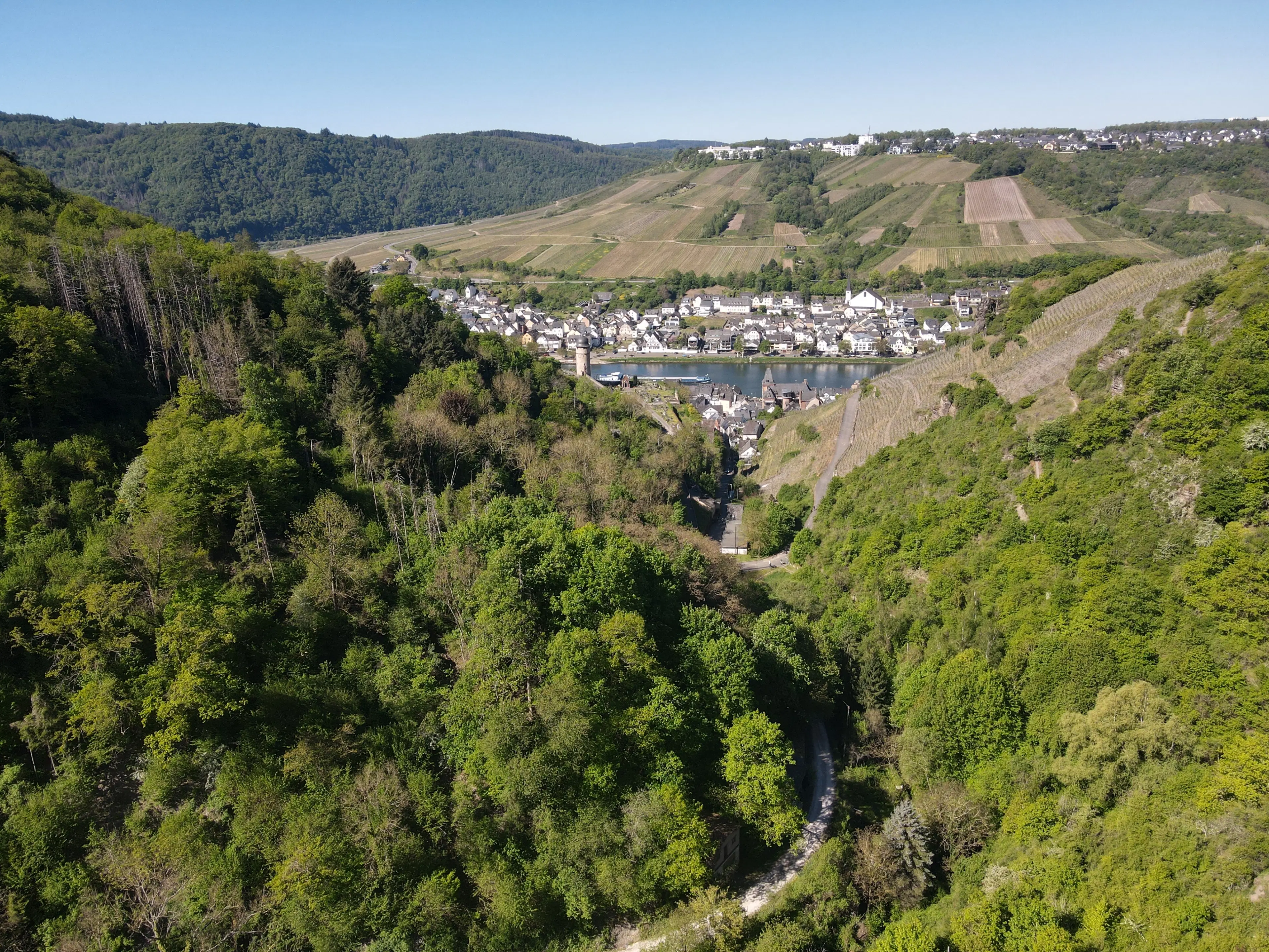 Wijngaard met Riesling, totaal 1.445 m² in Zell, Cochem - Duitsland